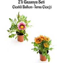 Serada Decor Plant Pembe Beyaz-Turuncu Sarı Gazanya Çiçeği 2 Adet SAKSILI(10-20CM) Bahçe Balkon Çiçeği