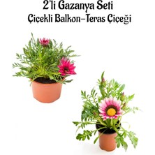 Serada Decor Plant Koyu Pembe-Pembe Beyaz Gazanya Çiçeği 2 Adet SAKSILI(10-20CM) Bahçe Balkon Çiçeği