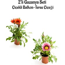 Serada Decor Plant Kırmızı-Pembe Beyaz Gazanya Çiçeği 2 Adet Saksılı 10-20CM Balkon/teras Çiçeği