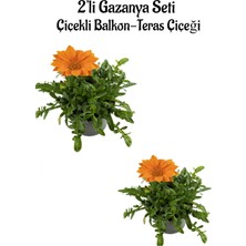 Serada Decor Plant Turuncu Renk Gazanya Çiçeği 2 Adet Saksılı 10-20CM Balkon/teras Çiçeği