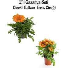 Serada Decor Plant Turuncu-Turuncu Sarı Renk Gazanya Çiçeği 2 Adet Saksılı 10-20CM Balkon/teras Çiçeği