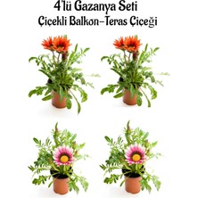 Serada Decor Plant Kırmızı Gazanya 2 Adet+ Pembe Beyaz Gazanya 2 Adet Saksılı 10-20CM Balkon Bitkisi