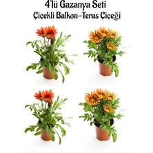 Serada Decor Plant Kırmızı Gazanya 2 Adet+Turuncu Sarı Gazanya 2 Adet Saksılı 10-20CM Balkon Bitkisi