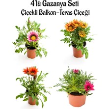 Serada Decor Plant Pembe Beyaz+Turuncu+Kırmızı+Koyu Pembe Gazanya Çiçeği 4 Adet Saksılı 10-20CM
