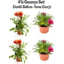 Serada Decor Plant Kırmızı Gazanya 2 Adet+Koyu Pembe Gazanya 2 Adet Saksılı 10-20CM Balkon Bitkisi