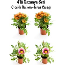 Serada Decor Plant Turuncu Sarı Gazanya 2 Adet+Pembe Beyaz Gazanya 2 Adet SAKSILI10-20CM Balkon Bitkisi