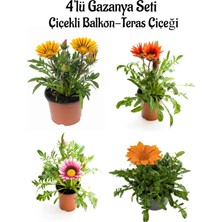 Serada Decor Plant Sarı+Kırmızı+Pembe+Turuncu Gazanya Çiçeği 4 Adet Saksılı 10-20CM Balkon Çiçeği