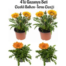 Serada Decor Plant Sarı Gazanya Çiçeği 2 Adet+Turuncu Gazanya 2 Adet Saksılı 10-20CM Balkon Bitkisi