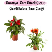 Serada Decor Plant Kırmızı Renk Cam Güzeli 1 Adet+Kırmızı Renk Gazanya Çiçeği 1 Adet Saksılı 10-20CM