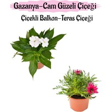 Serada Decor Plant Beyaz Renk Cam Güzeli 1 Adet+ Pembe Gazanya Çiçeği 1 Adet Saksılı 10-20CM