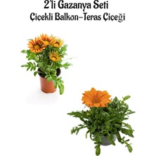 Serada Decor Plant Turuncu Sarı+Turuncu Renk Gazanya Çiçeği 2 Adet SAKSILI(10-20CM) Bahçe Balkon Çiçeği