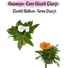 Serada Decor Plant Beyaz Renk Cam Güzeli 1 Adet+ Turuncu Gazanya Çiçeği 1 Adet Saksılı 10-20CM