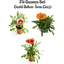 Bitkim Sende Pembe Beyaz-Turuncu-Kırmızı Renk Gazanya Çiçeği 3 Adet Saksılı 10-20CM Teras Çiçeği