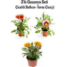 Bitkim Sende Kırmızı-Pembe Beyaz-Sarı Renk Gazanya Çiçeği 3 Adet Saksılı 10-20CM Balkon Çiçeği