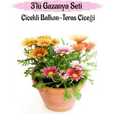 Bitkim Sende Pembe-Kırmızı-Sarı Renk Gazanya Çiçeği 3 Adet Saksılı 10-20CM Balkon Çiçeği