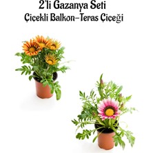 Bitkim Sende Turuncu Sarı-Pembe Beyaz Renk Gazanya Çiçeği 2 Adet SAKSILI(10-20CM) Bahçe Balkon Çiçeği