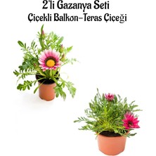 Bitkim Sende Pembe Beyaz-Koyu Pembe Renk Gazanya Çiçeği 2 Adet SAKSILI(10-20CM) Bahçe Balkon Çiçeği