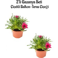 Bitkim Sende Koyu Pembe Renk Gazanya Çiçeği 2 Adet SAKSILI(10-20CM) Bahçe Balkon Çiçeği