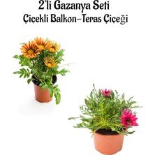 Bitkim Sende Turuncu Sarı-Koyu Pembe Gazanya Çiçeği 2 Adet SAKSILI(10-20CM) Bahçe Balkon Çiçeği