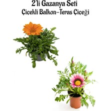 Bitkim Sende Turuncu-Koyu Pembe Gazanya Çiçeği 2 Adet SAKSILI(10-20CM) Bahçe Balkon Çiçeği