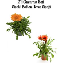 Bitkim Sende Turuncu-Kırmızı Renk Gazanya Çiçeği 2 Adet SAKSILI(10-20CM) Bahçe Balkon Çiçeği