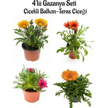 Bitkim Sende Sarı+Kırmızı+Koyu Pembe+Turuncu Gazanya Çiçeği 4 Adet Saksılı 10-20CM Balkon Çiçeği