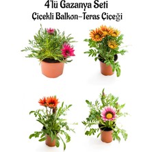 Bitkim Sende Koyu Pembe+Sarı+Kırmızı+Pembe Beyaz Gazanya Çiçeği 4 Adet Saksılı 10-20CM Balkon Çiçeği