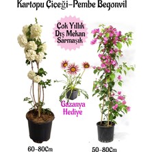 Serada Decor Plant Kartopu Çiçeği 1 Adet +Pembe Begonvil 1 Adet+ Pembe Gazanya Hediyeli Saksılı Bahçe Seti