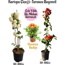 Serada Decor Plant Kartopu Çiçeği 1 Adet +Turuncu Begonvil 1 Adet+Sarı Gazanya Hediye Saksılı Bahçe Seti