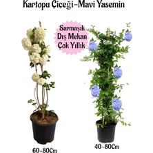 Serada Decor Plant Kartopu Çiçeği 1 Adet +Mavi Yasemin 1 Adet Saksılı Bahçe Peyzaj Seti