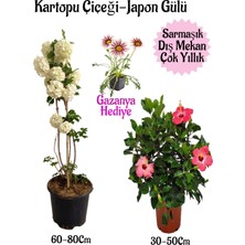 Serada Decor Plant Kartopu Çiçeği 1 Adet +Pembe Japon Gülü 1 Adet+Pembe Gazanya Hediye Saksılı Bahçe Seti
