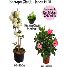 Serada Decor Plant Kartopu Çiçeği 1 Adet +Pembe Japon Gülü 1 Adet+Küstüm Çiçeği Hediye Saksılı Bahçe Seti
