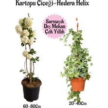 Serada Decor Plant Kartopu Çiçeği 1 Adet +Hedera Helix 1 Adet Saksılı Bahçe Peyzaj Seti