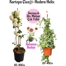 Serada Decor Plant Kartopu Çiçeği 1 Adet +Hedera Helix 1 Adet+Pembe Gazanya Hediye Saksılı Bahçe Seti