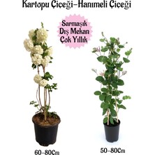 Serada Decor Plant Kartopu Çiçeği 1 Adet +Kokulu Hanımeli Çiçeği 1 Adet Saksılı Bahçe Peyzaj Seti