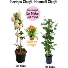 Serada Decor Plant Kartopu Çiçeği 1 Adet +Hanımeli Çiçeği 1 Adet+Sarı Gazanya Hediye Saksılı Bahçe Seti