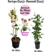 Serada Decor Plant Kartopu Çiçeği 1 Adet +Hanımeli Çiçeği 1 Adet+Kırmızı Gazanya Hediye Saksılı Bahçe Seti