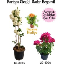 Serada Decor Plant Kartopu Çiçeği 1 Adet +Pembe Bodur Begonvil 1ADET+SARI Gazanya Hediyeli Saksılı Bahçe Seti