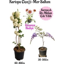 Serada Decor Plant Kartopu Çiçeği 1 Adet+Mor Salkım 1 Adet+Pembe Gazanya Hediyeli Saksılı Bahçe Seti