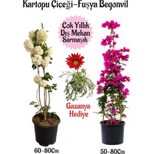 Bitkim Sende Kartopu Çiçeği 1 Adet +Fuşya Begonvil 1 Adet+ Kırmızı Gazanya Hediyeli Saksılı Bahçe Seti