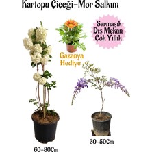 Serada Decor Plant Kartopu Çiçeği 1 Adet+Mor Salkım 1 Adet+Turuncu Gazanya Hediyeli Saksılı Bahçe Seti