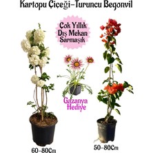 Bitkim Sende Kartopu Çiçeği 1 Adet +Turuncu Begonvil 1 Adet+Pembe Gazanya Hediye Saksılı Bahçe Seti