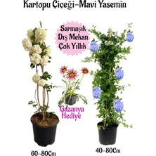 Bitkim Sende Kartopu Çiçeği 1 Adet +Mavi Yasemin1 Adet+Pembe Gazanya Hediye Saksılı Bahçe Seti
