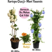 Bitkim Sende Kartopu Çiçeği 1 Adet +Mavi Yasemin1 Adet+Turuncu Gazanya Hediye Saksılı Bahçe Seti