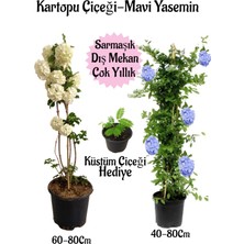Bitkim Sende Kartopu Çiçeği 1 Adet +Mavi Yasemin1 Adet+Küstüm Çiçeği Hediye Saksılı Bahçe Seti