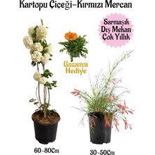Bitkim Sende Kartopu Çiçeği 1 Adet +Kırmızı Mercan 1 Adet+Turuncu Gazanya Hediye Saksılı Bahçe Seti