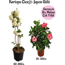 Bitkim Sende Kartopu Çiçeği 1 Adet +Pembe Japon Gülü 1 Adet Saksılı Bahçe Seti