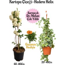Bitkim Sende Kartopu Çiçeği 1 Adet +Hedera Helix 1 Adet+Turuncu Gazanya Hediye Saksılı Bahçe Seti