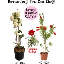 Bitkim Sende Kartopu Çiçeği 1 Adet +Fırça Çalısı 1 Adet+Kırmızı Gazanya Hediye Saksılı Bahçe Seti