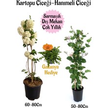 Bitkim Sende Kartopu Çiçeği 1 Adet +Hanımeli Çiçeği 1 Adet+Turuncu Gazanya Hediye Saksılı Bahçe Seti